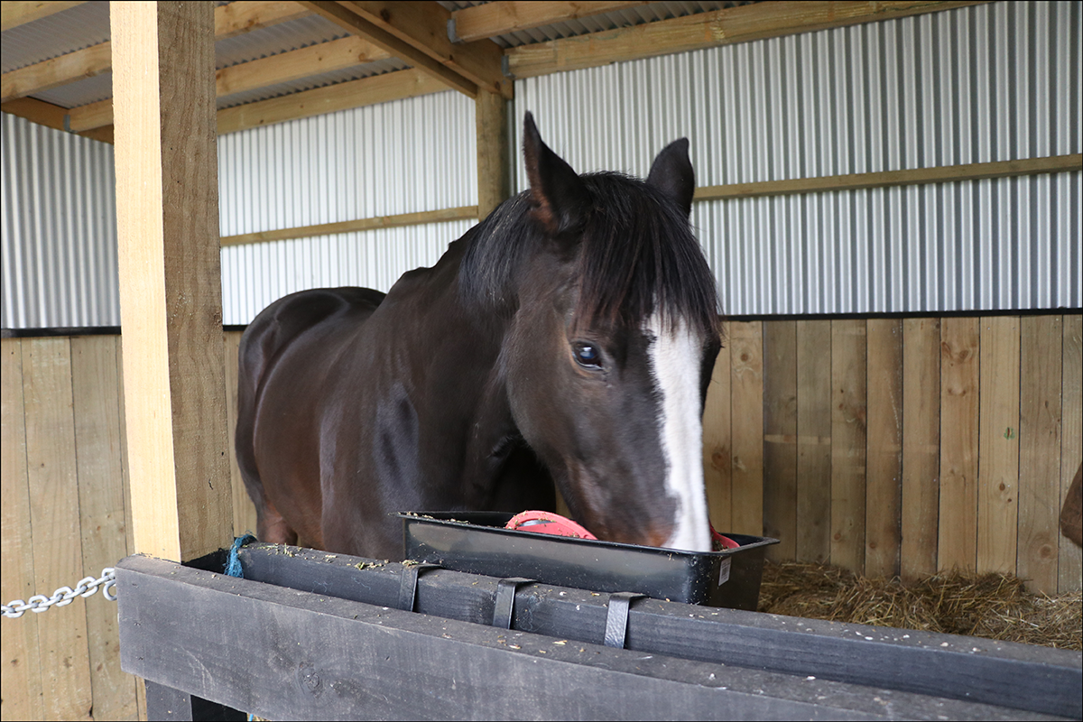 Grain Free – Equine Super Fibre Feed