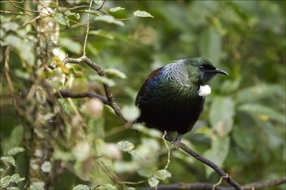 A Guide for Attracting Garden Birds in New Zealand