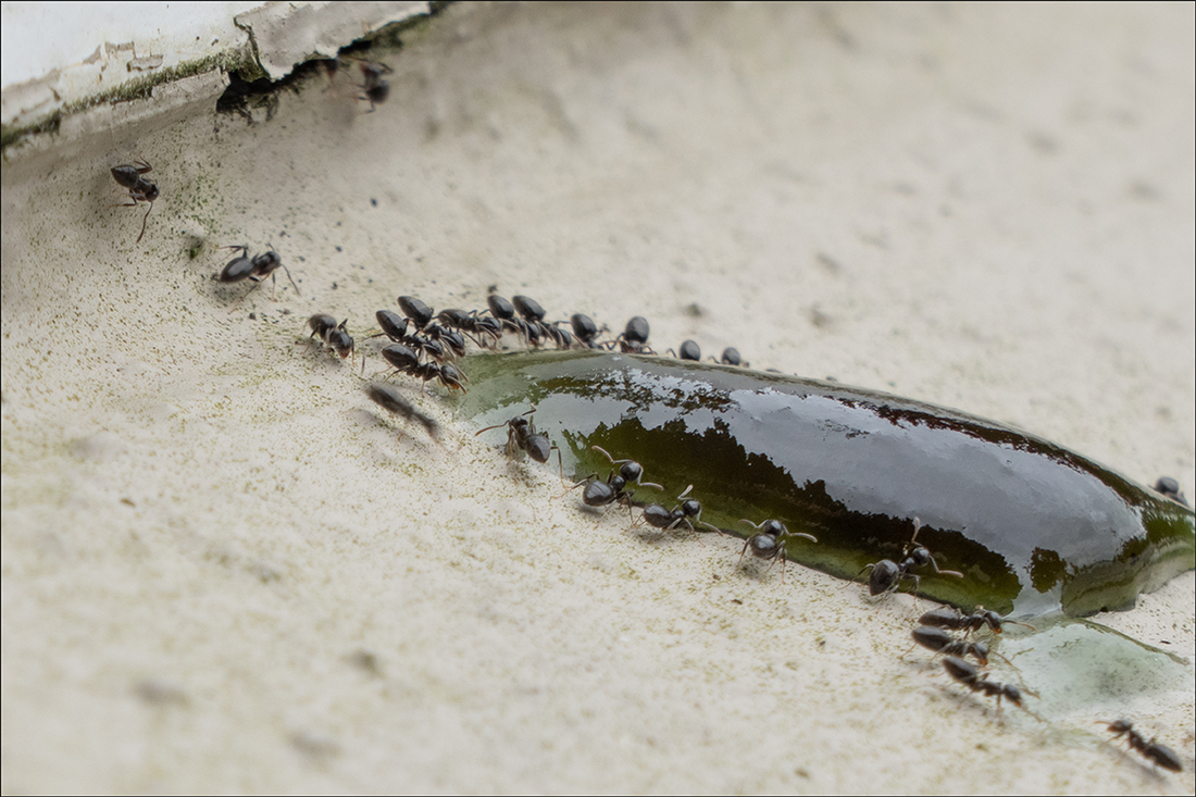 Choose Your Weapon for the Insect Battle