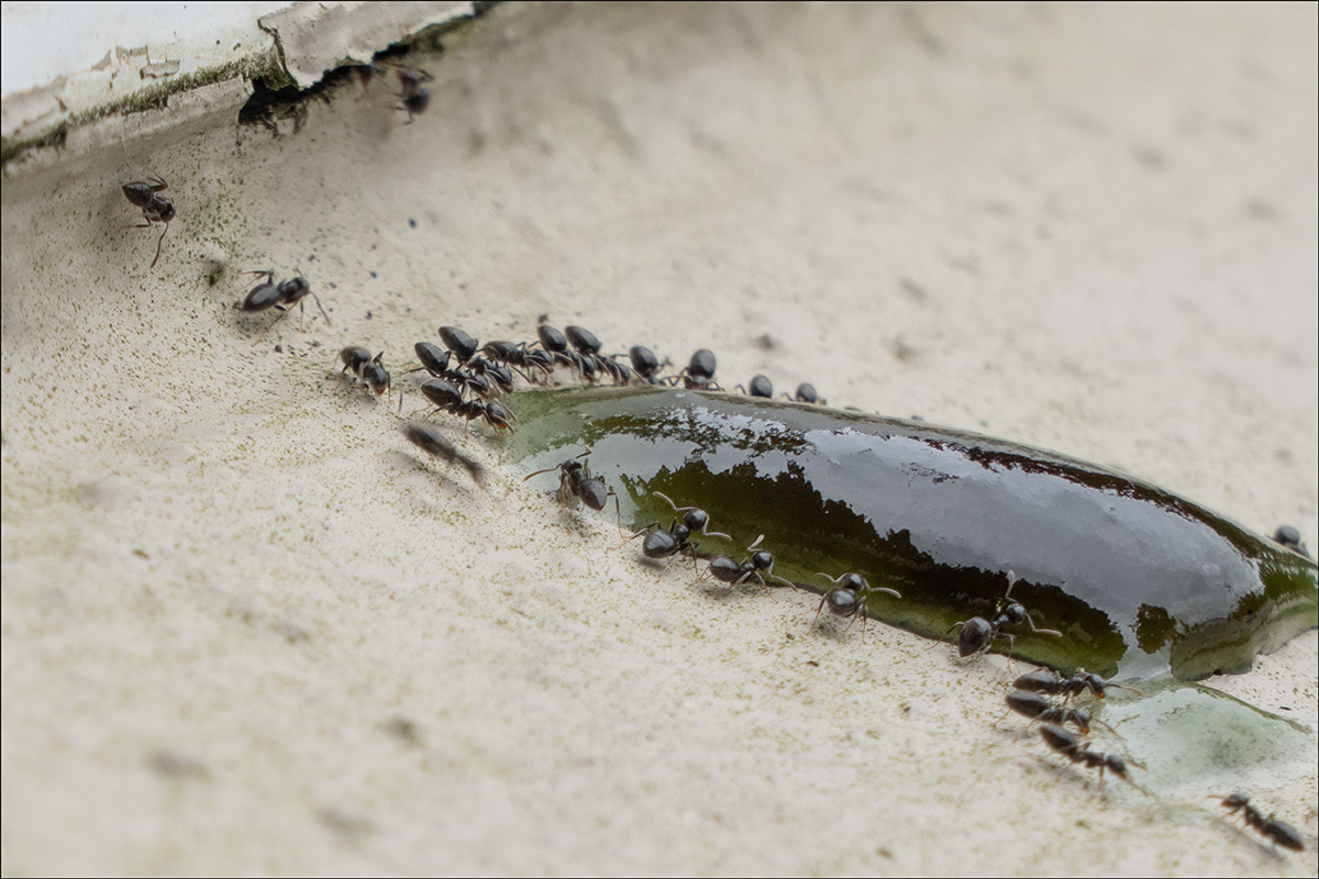 Choose Your Weapon for the Insect Battle