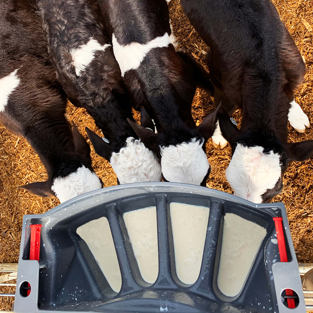 Milk Bar Calf Feeder 4 Compartment