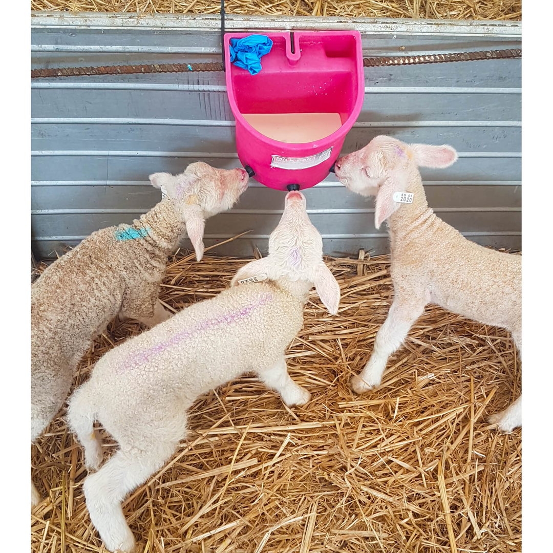 Milk Bar Lamb Or Kid 3