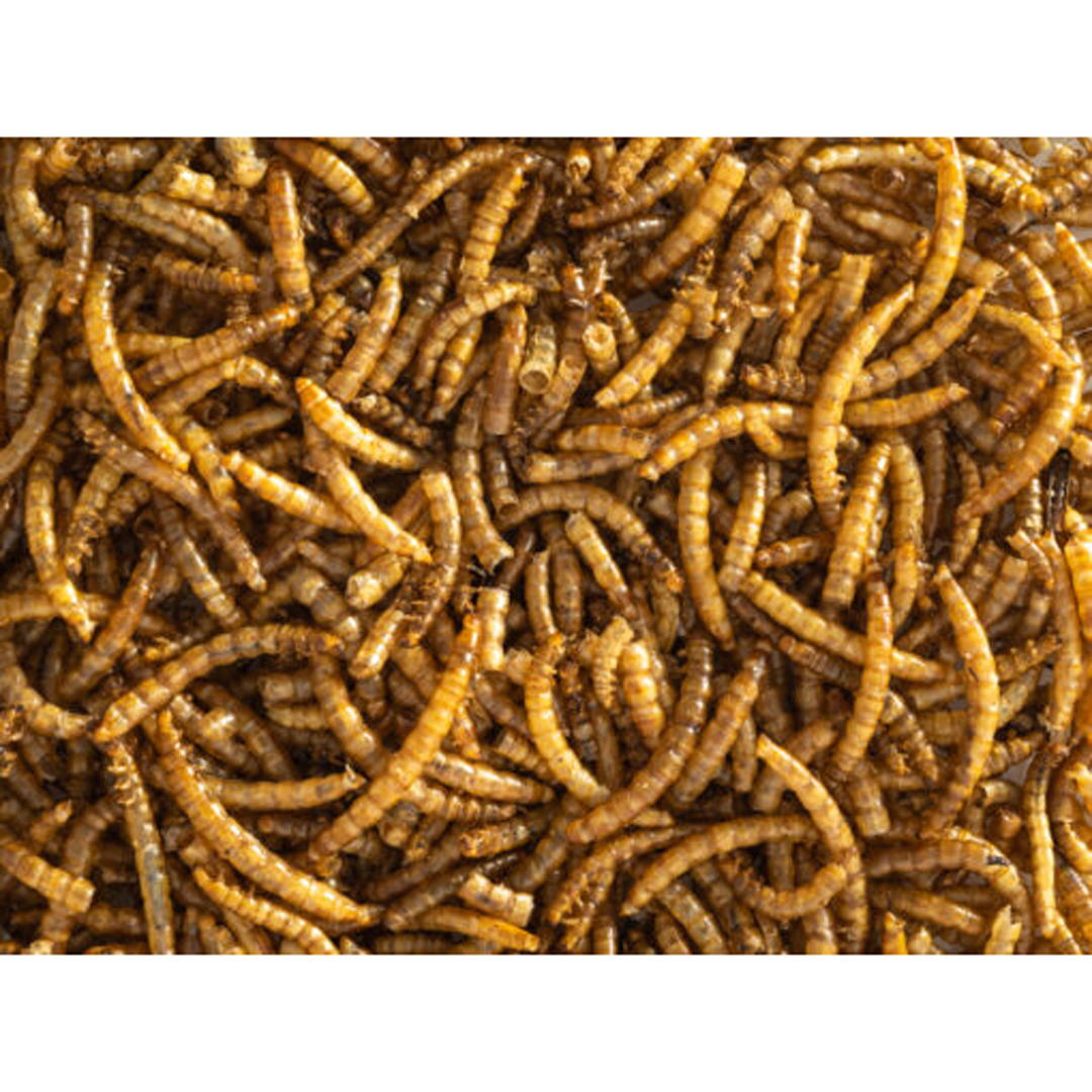 Topflite Dried Meal Worms 500g