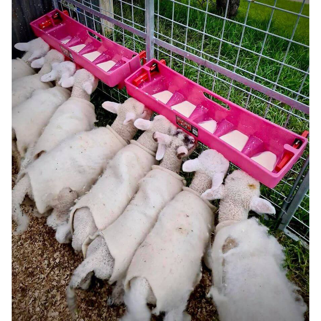 Milk Bar Lamb Or Kid 5 Compartment Feeder