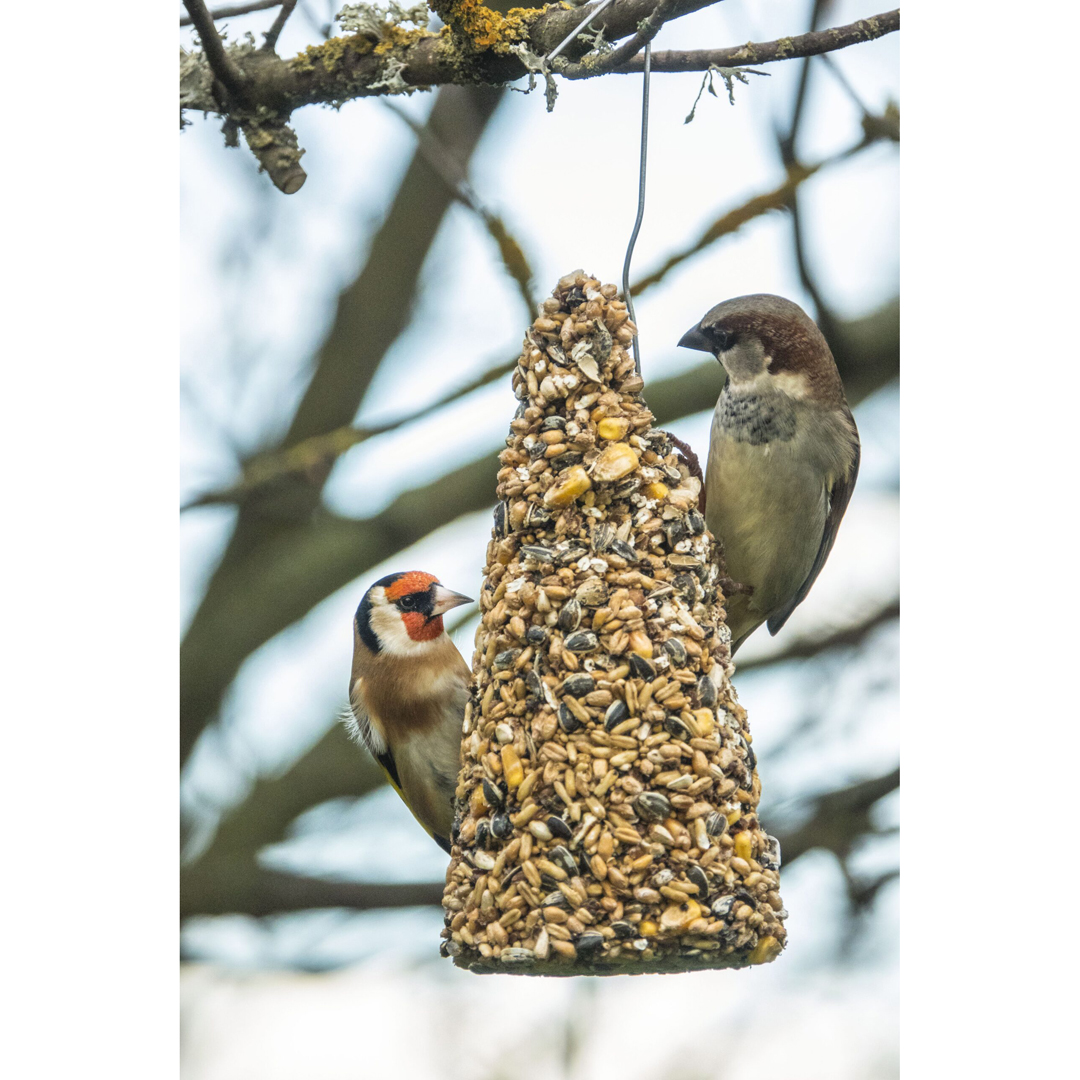 Topflite Wild Bird Seed Cones