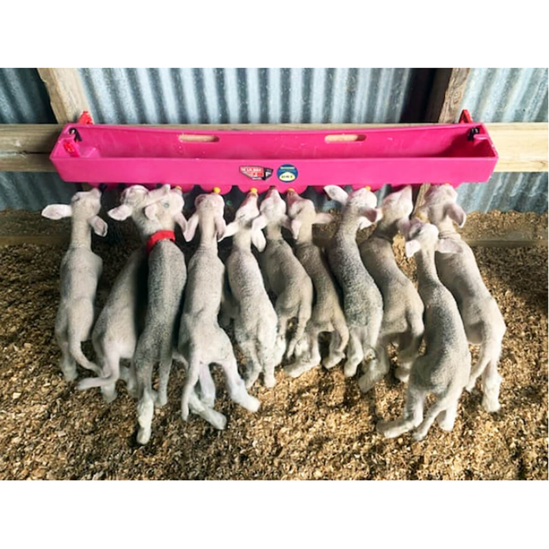 McInnes Milk Bar 10 Lamb Or Kid Compartment Feeder