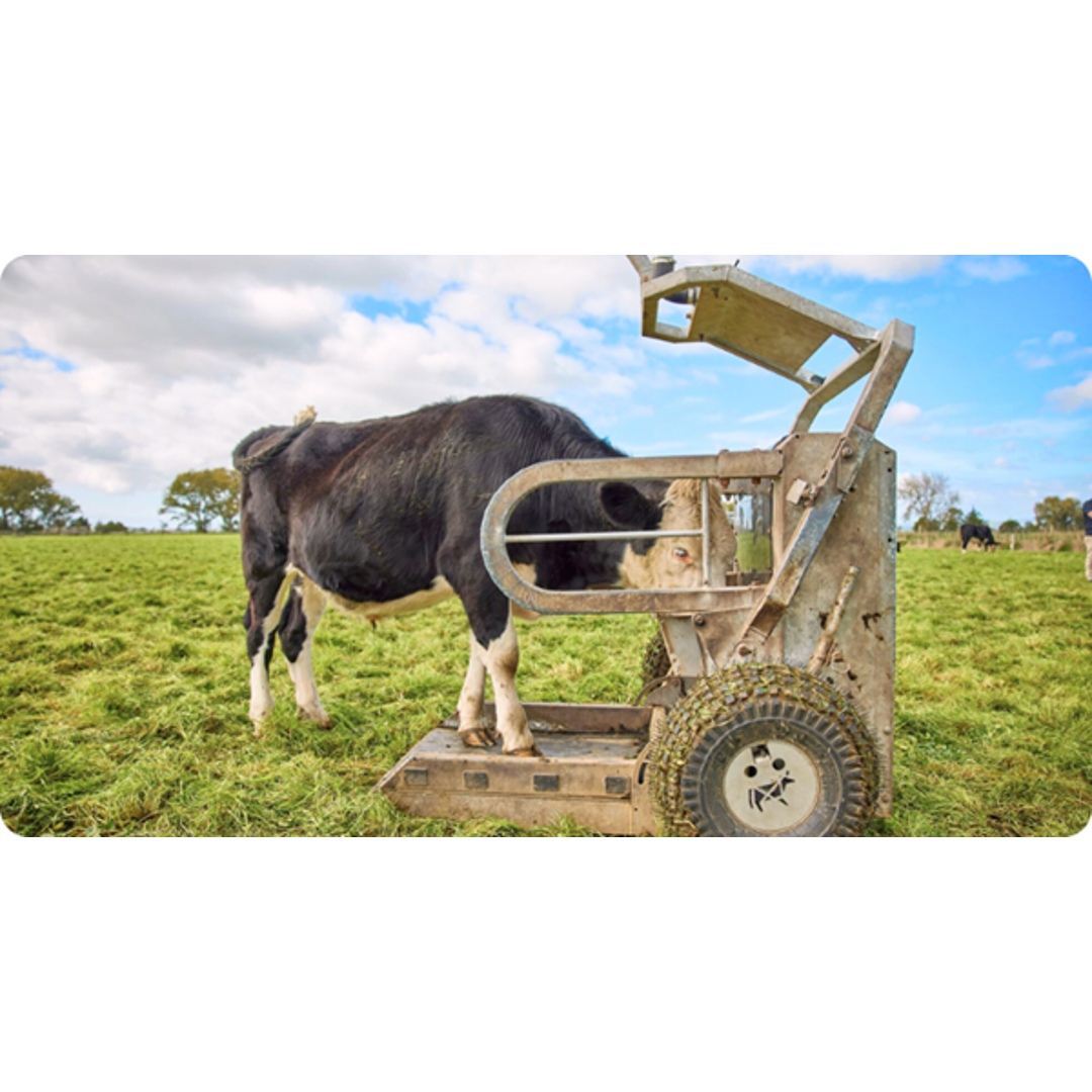 Gallagher Cattle Auto Weigher