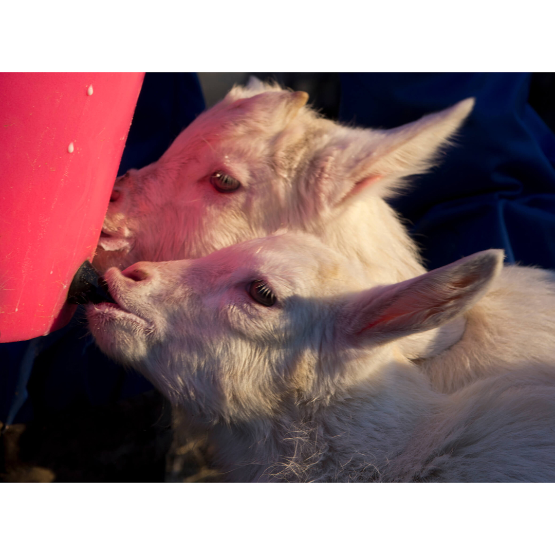Milk Bar Lamb Or Kid Teat 100 Pack