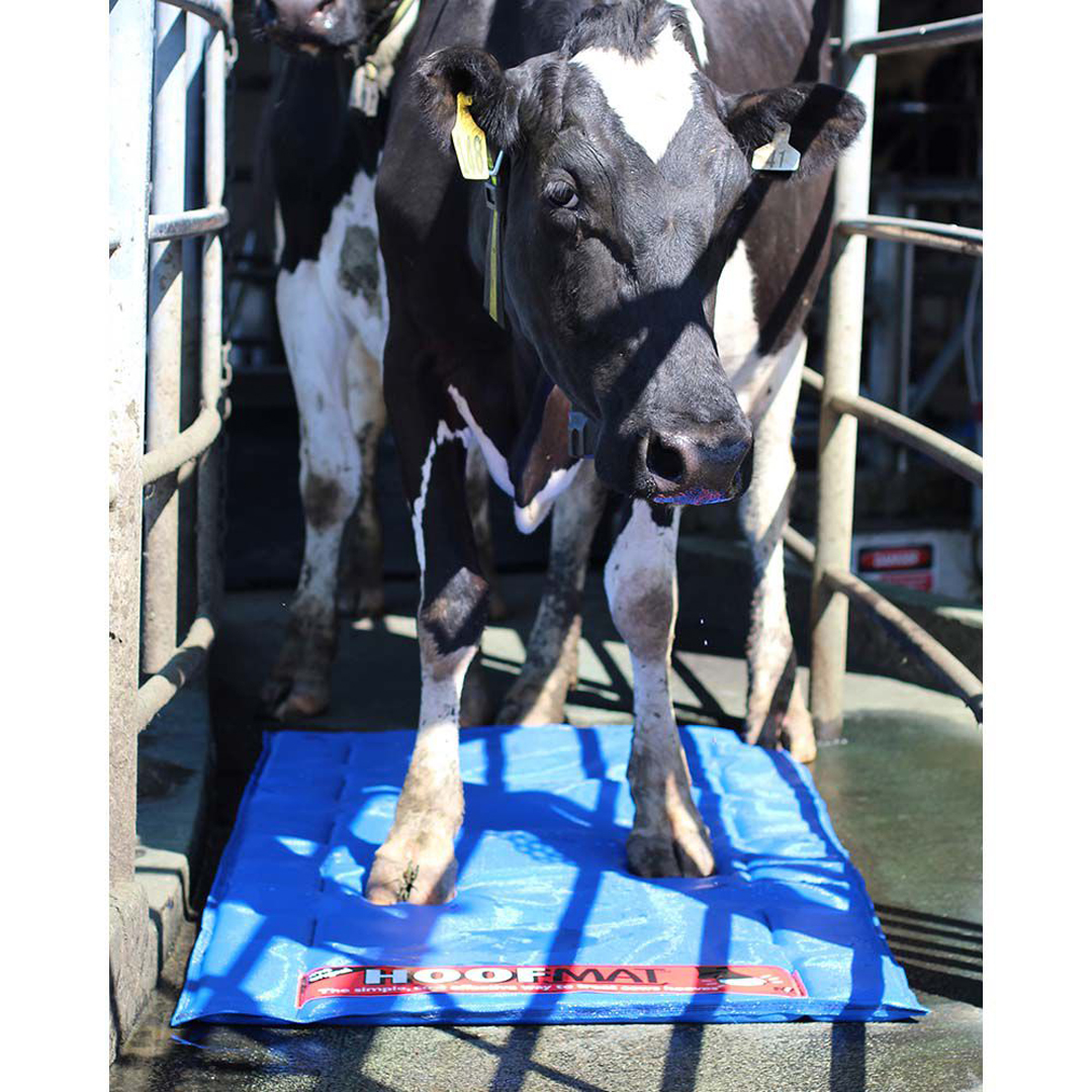 Shoof Hoofmat Premium 90mm x 1.8m Blue