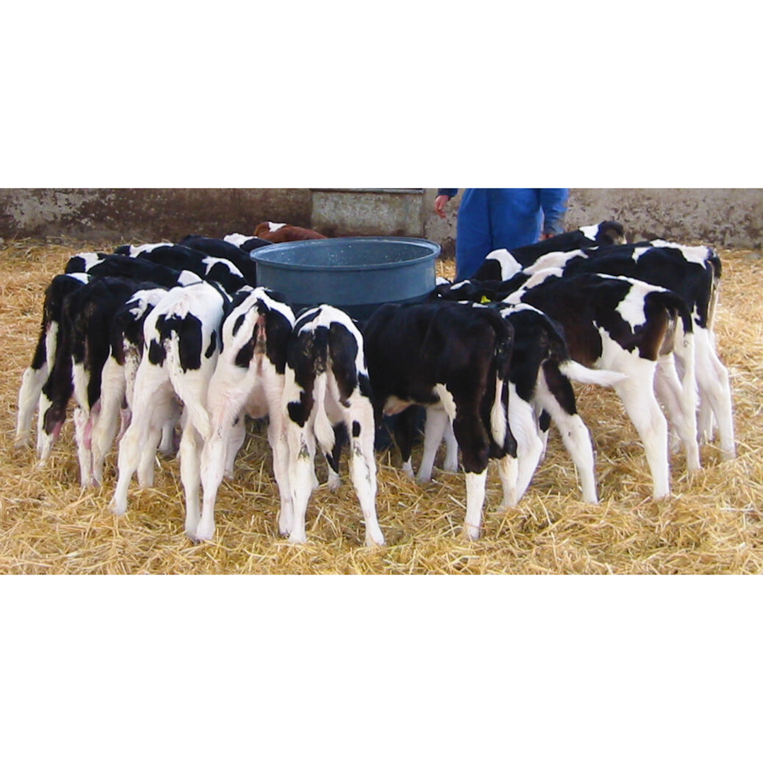 Milk Bar Calf Feeder 20 Free Standing