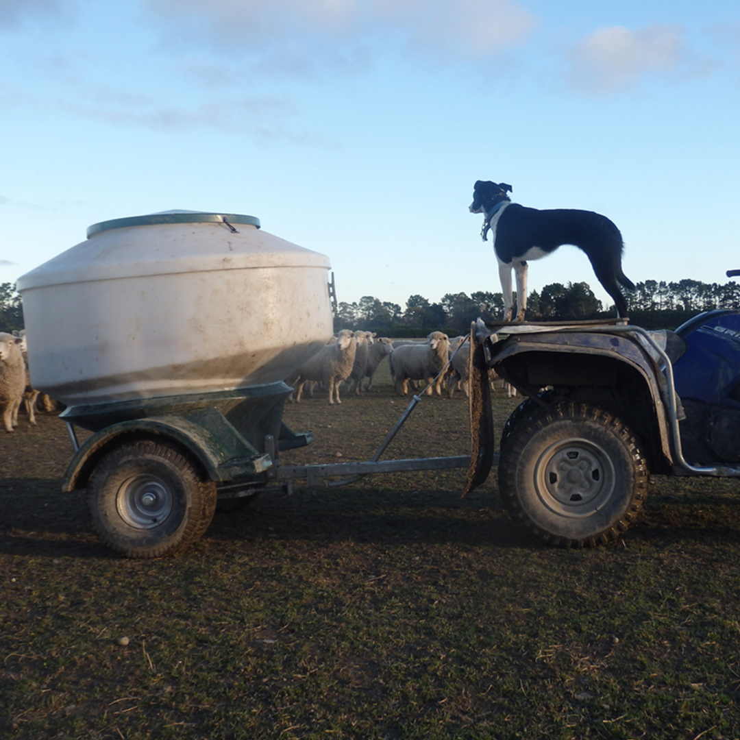 Advantage Plastics Hunga Busta Grain Feeder Trailer